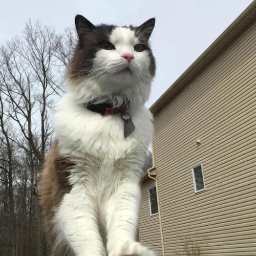 A Cat outside of a house