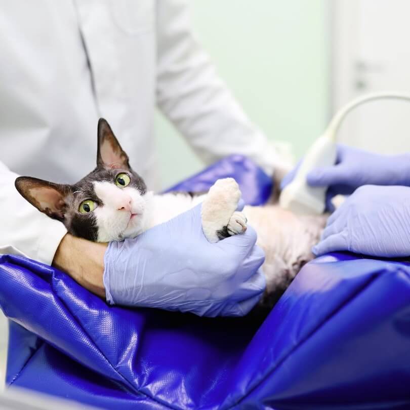 Cat getting an ultrasound by verterinary team