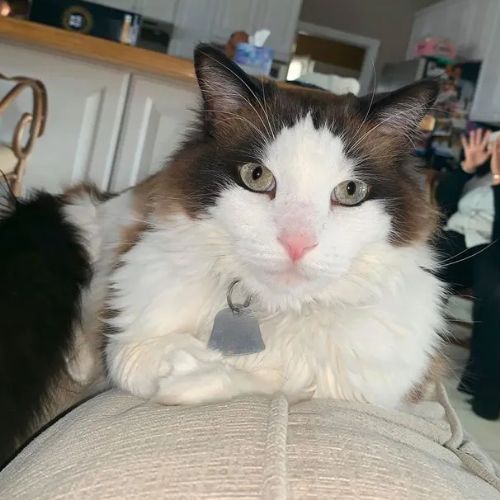 Cat sitting on a cushion