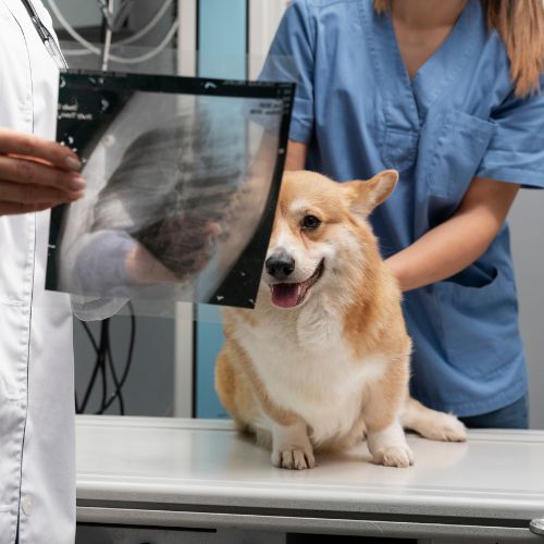Dog on an exam table as a veterinarian looks at an Xray