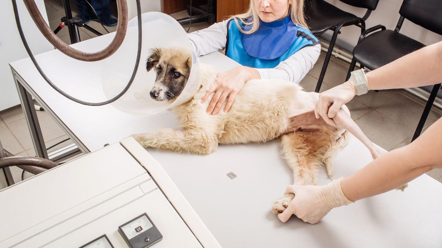 Dog on the table for an Xray