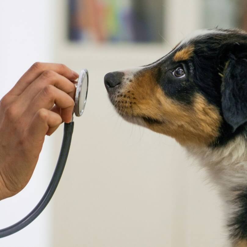 Dog sniffing a stethoscope