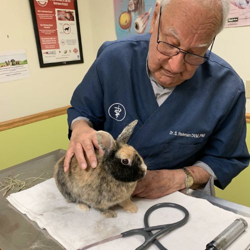 Dr. Rahman with a rabbit