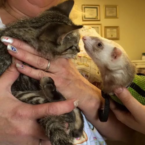 Kitten sniffing a ferret