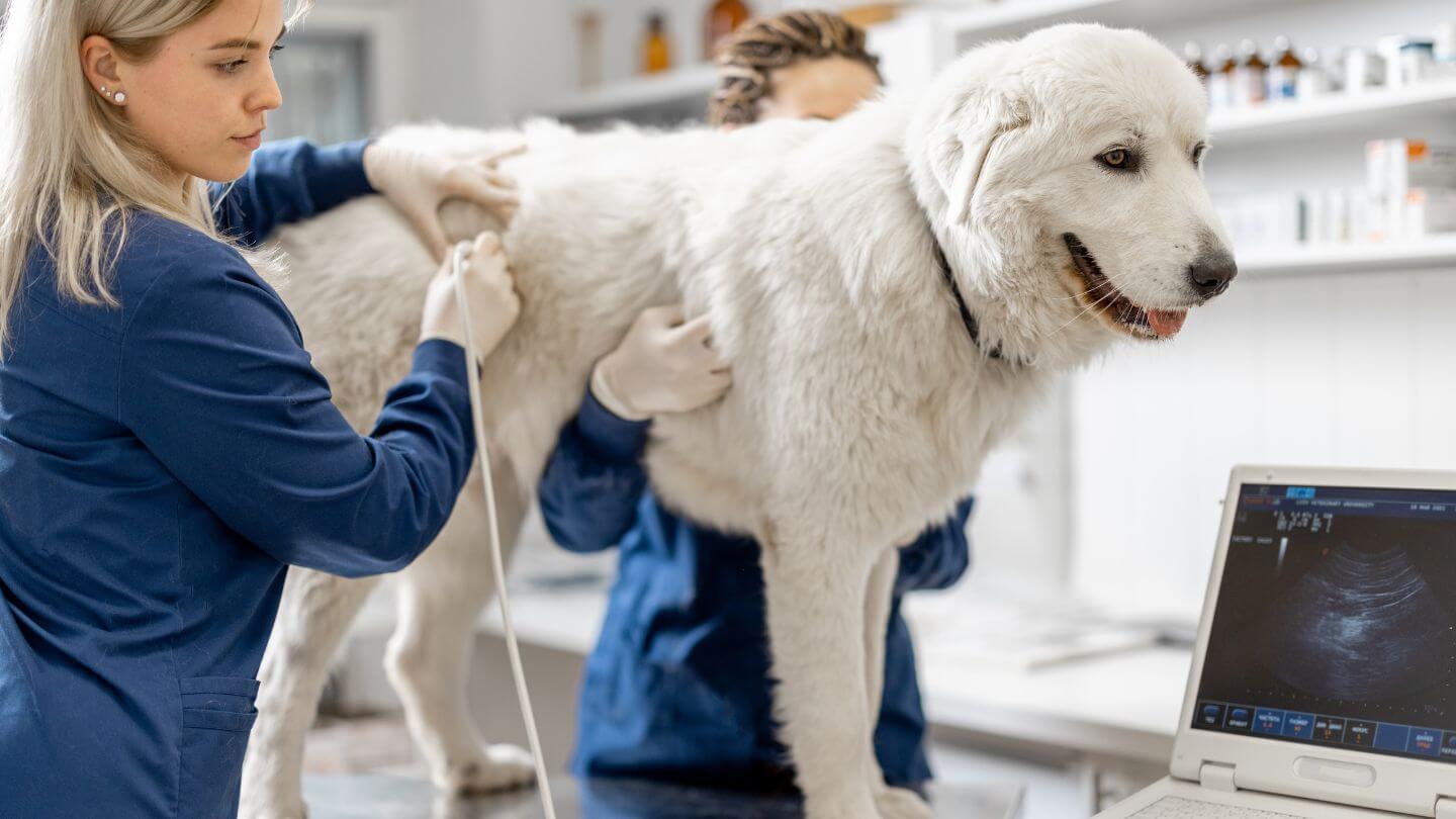 Large dog getting an ultrasound by a veterinary team