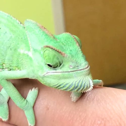 Lizard sitting on a persons hand