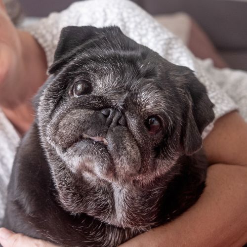 Old pug being embraced by a woman