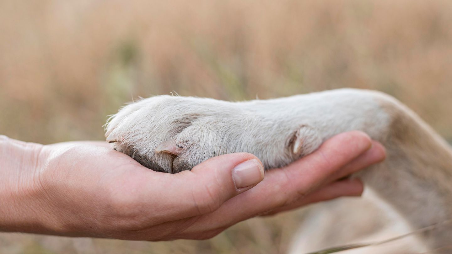 Person holding a dog's paw