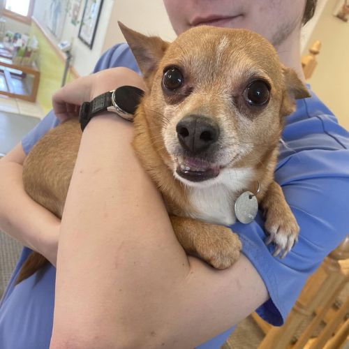 Person holding a small dog at the veterinary clinic