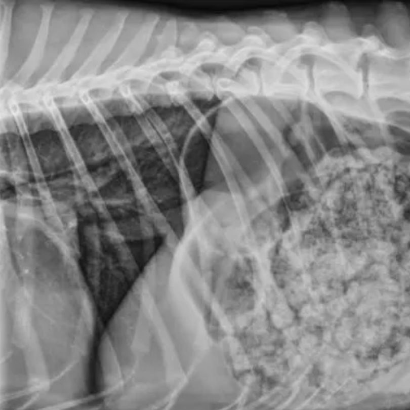 Pet Xray