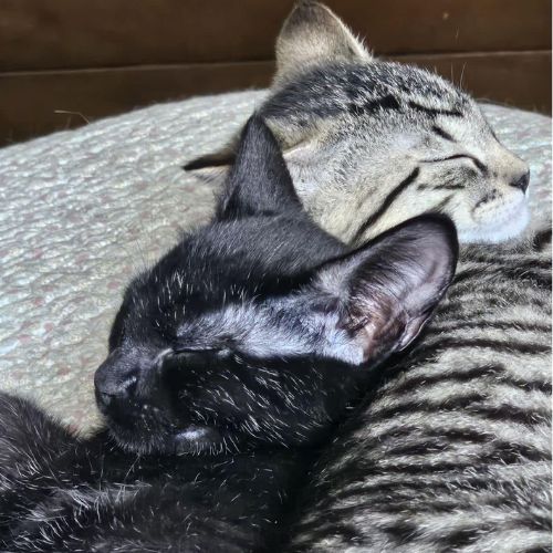 Two kittens sleeping