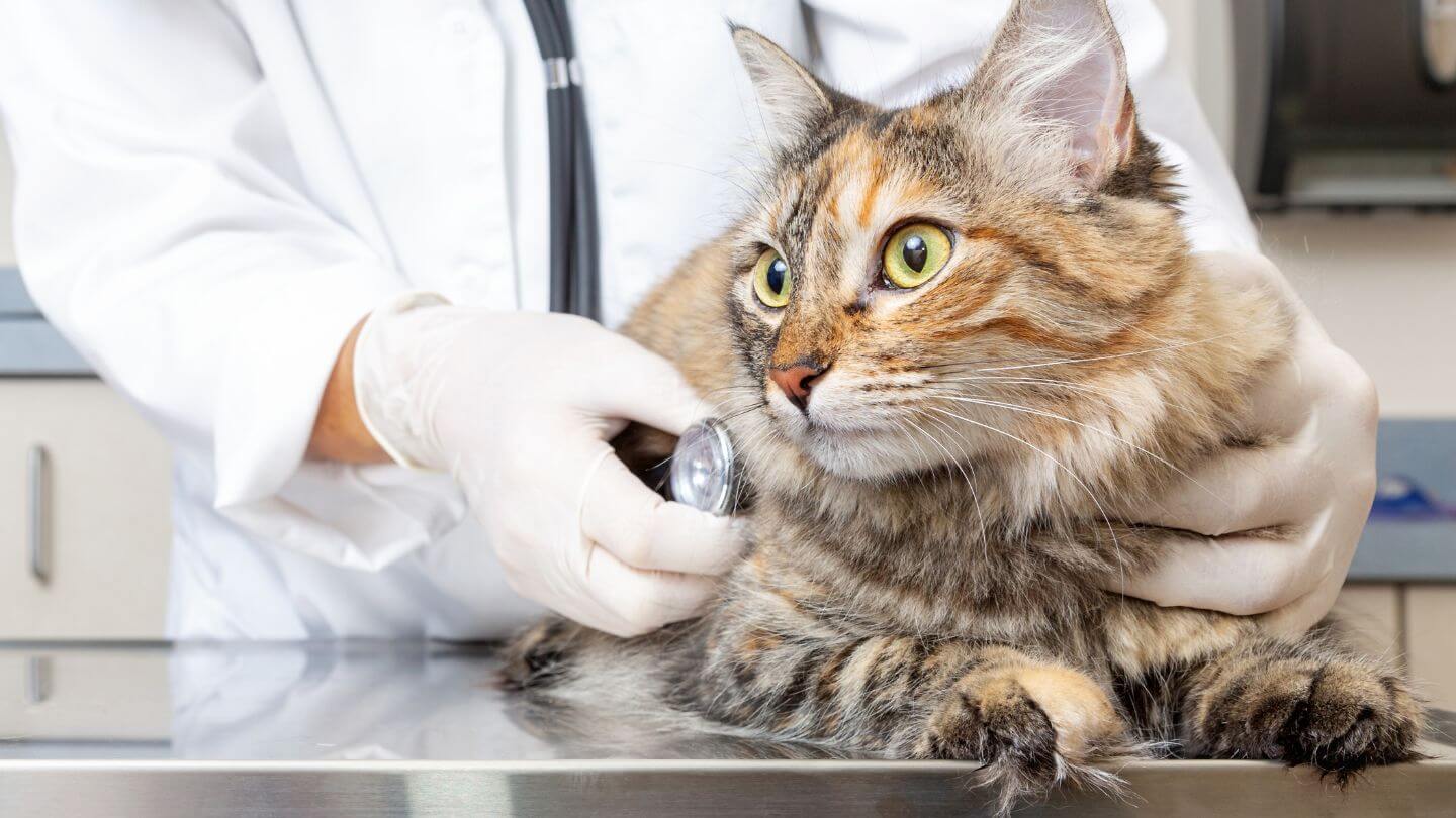 Vet listening to a cat's vitals with a stethoscope