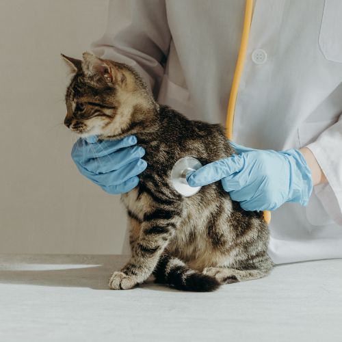 Vet listening to a kitten's vitals with a stethoscope