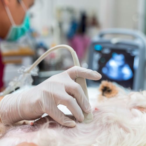 Vet performing an ultrasound