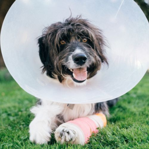 dog in a cast and surgery cone