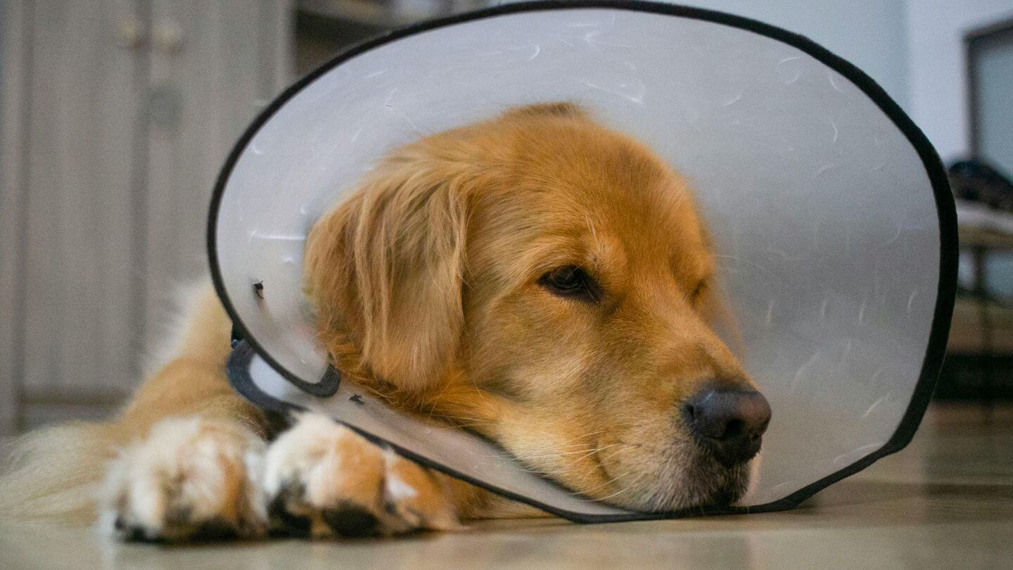 dog laying on the floor