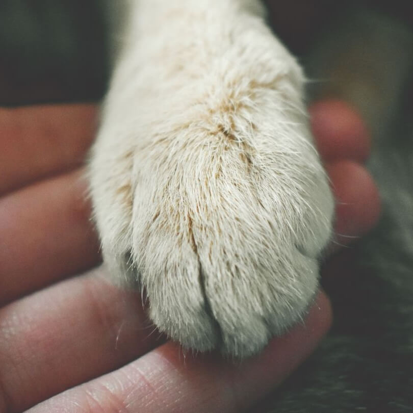 person holding a pet's paw