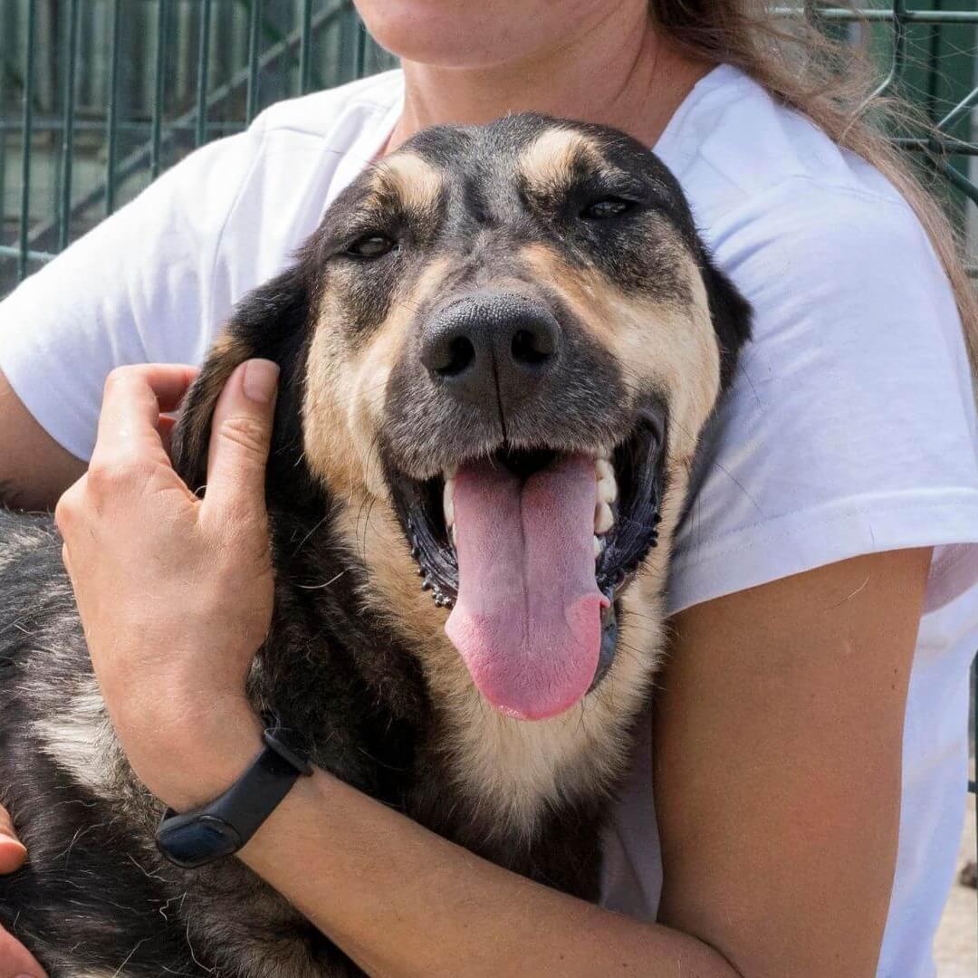 dog being embraced by a volunteer